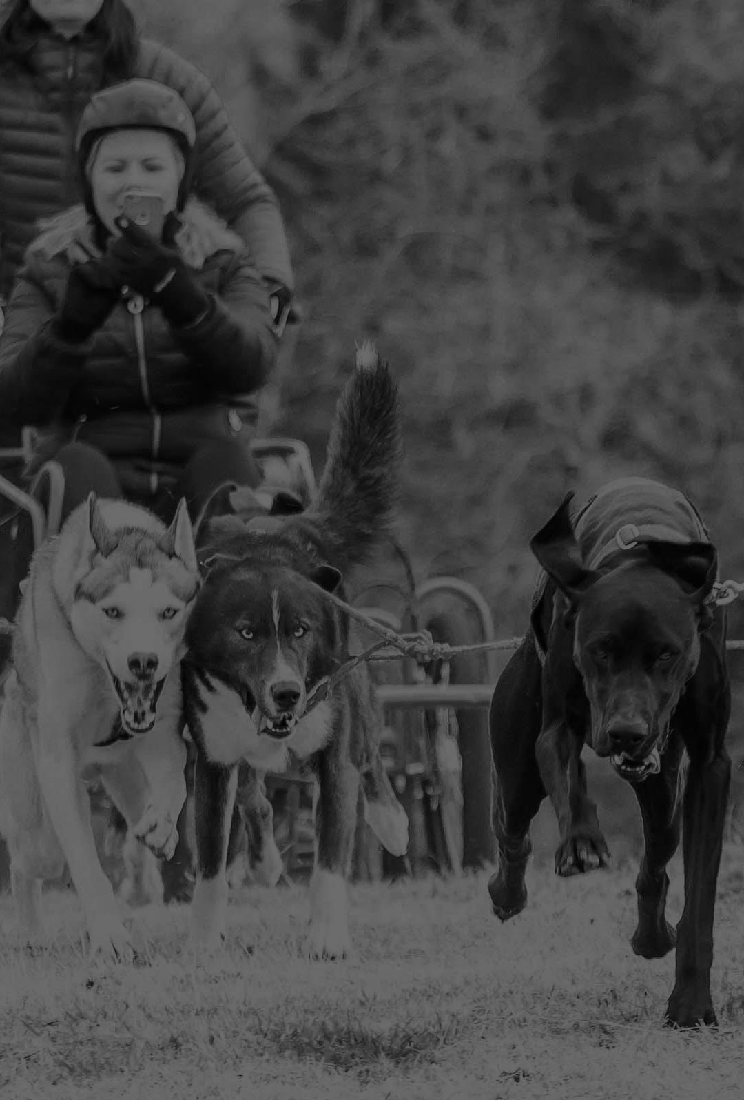 Mynydd Sleddog Adventures